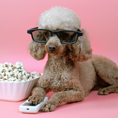 Animal movies for New Year’s Eve