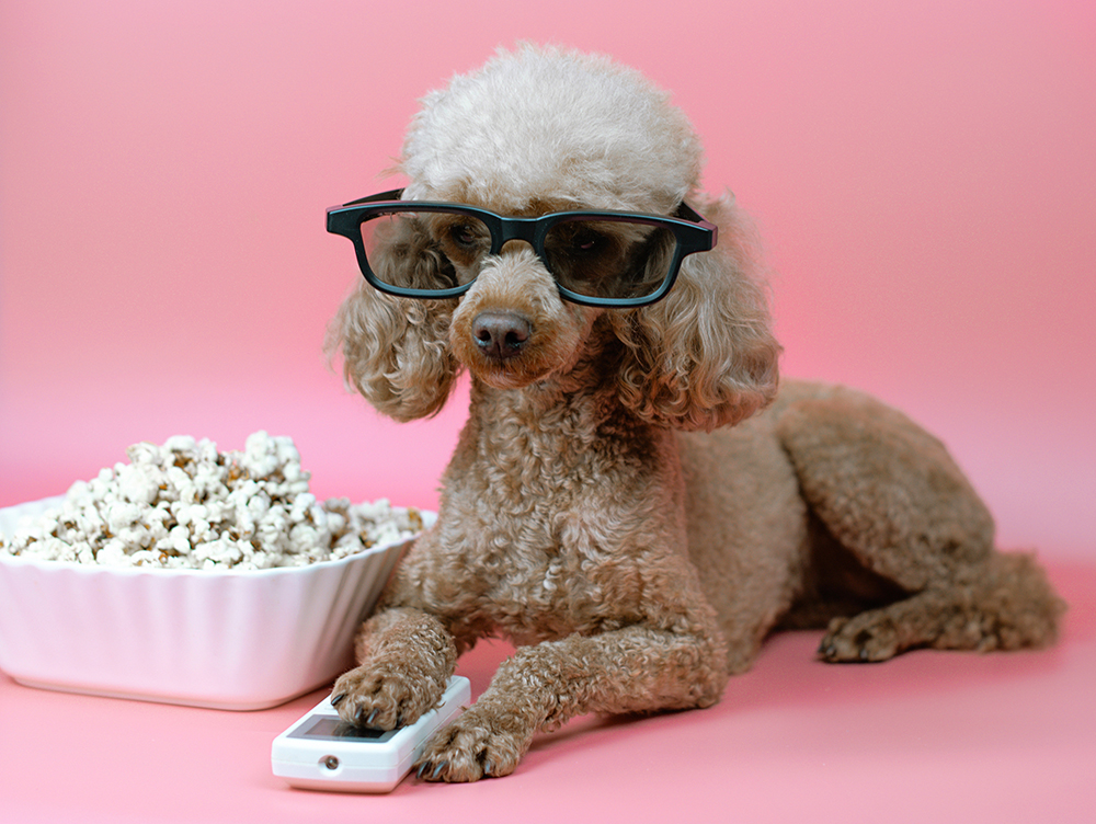 Animal movies for New Year's Eve – Gina A. Calogero