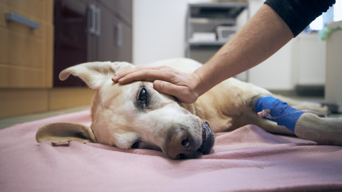 Veterinary malpractice